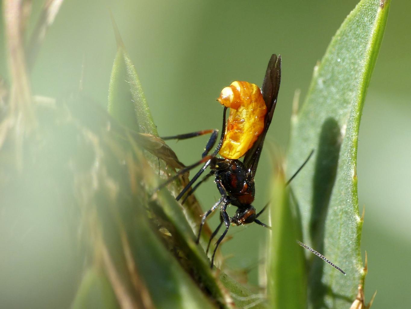 Piccolo Ichneumonidae (o Braconidae?) in deposizione